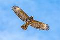 image by Kirms Photography Red-shoulder Hawk-3
